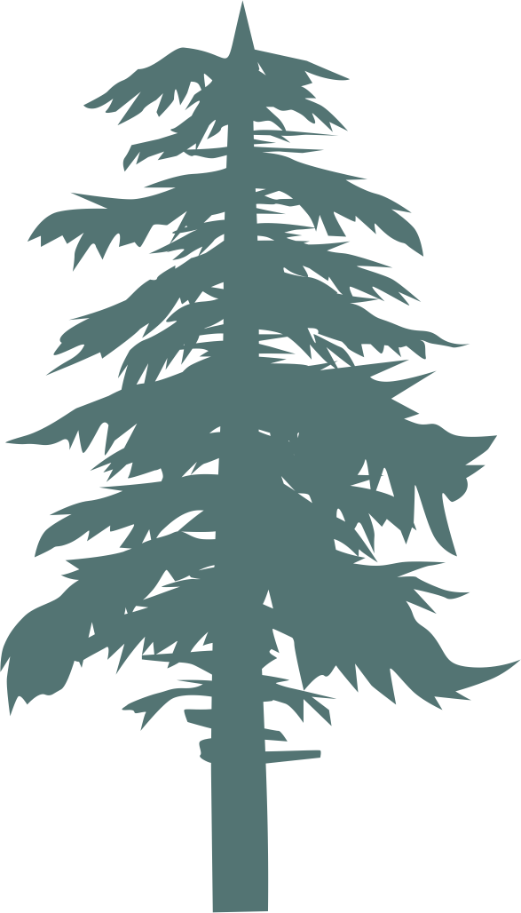 Spruce
